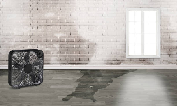 Best Mold removal after water damage  in Palm Beach, FL